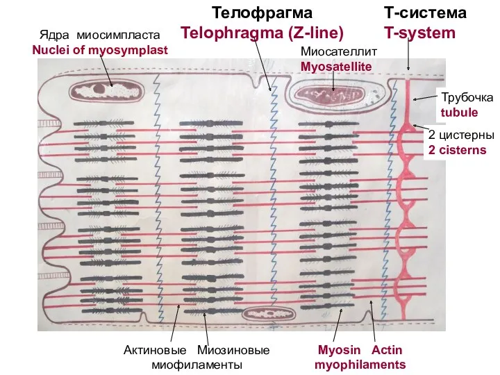 Ядра миосимпласта Nuclei of myosymplast Миосателлит Myosatellite Т-система T-system Актиновые