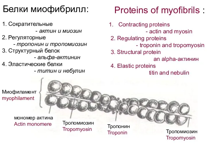Белки миофибрилл: 1. Сократительные - актин и миозин 2. Регуляторные