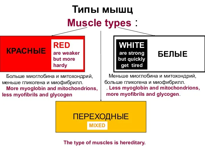 Типы мышц Muscle types : КРАСНЫЕ БЕЛЫЕ ПЕРЕХОДНЫЕ Больше миоглобина