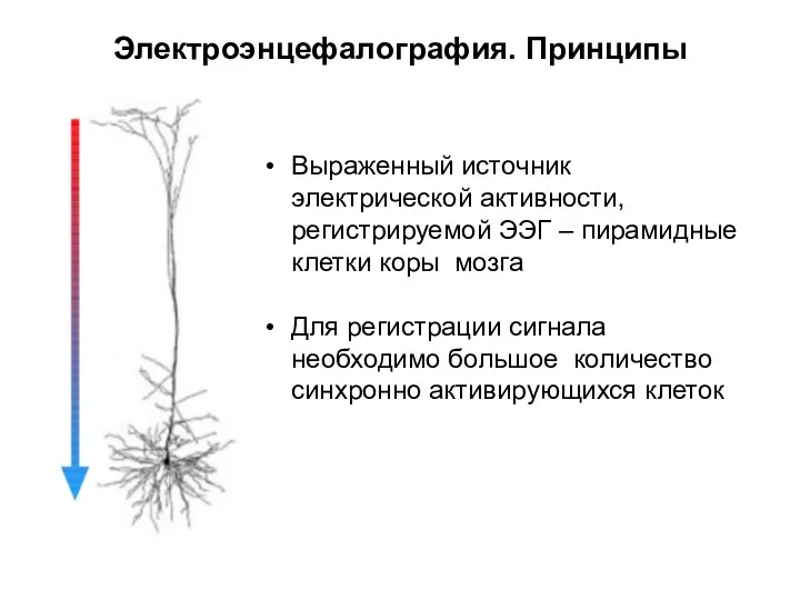 Электроэнцефалография. Принципы Выраженный источник электрической активности, регистрируемой ЭЭГ – пирамидные