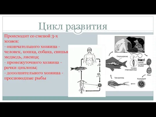 Цикл развития Происходит со сменой 3-х хозяев: - окончательного хозяина