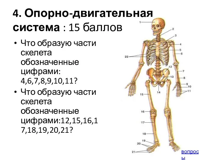 4. Опорно-двигательная система : 15 баллов Что образую части скелета