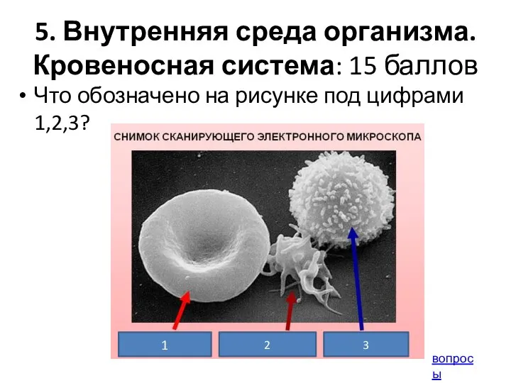 5. Внутренняя среда организма. Кровеносная система: 15 баллов Что обозначено