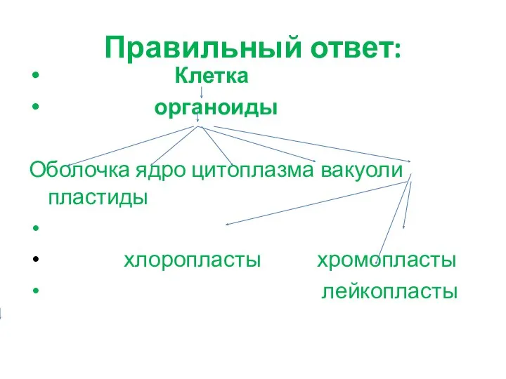 Правильный ответ: Клетка органоиды Оболочка ядро цитоплазма вакуоли пластиды хлоропласты хромопласты лейкопласты