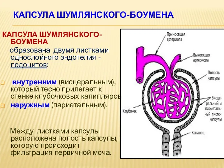 КАПСУЛА ШУМЛЯНСКОГО-БОУМЕНА КАПСУЛА ШУМЛЯНСКОГО-БОУМЕНА образована двумя листками однослойного эндотелия -