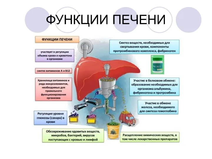 ФУНКЦИИ ПЕЧЕНИ