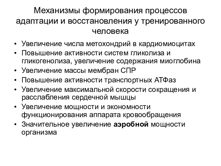 Механизмы формирования процессов адаптации и восстановления у тренированного человека Увеличение числа метохондрий в