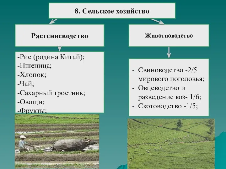 Растениеводство Животноводство -Рис (родина Китай); -Пшеница; -Хлопок; -Чай; -Сахарный тростник;