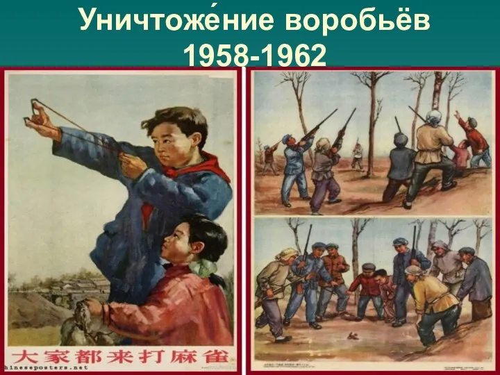 Уничтоже́ние воробьёв 1958-1962