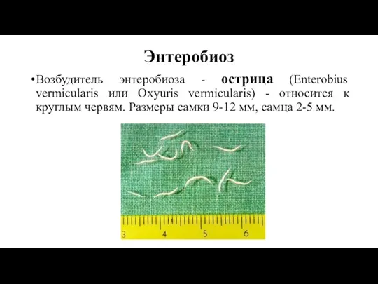 Энтеробиоз Возбудитель энтеробиоза - острица (Enterobius vermicularis или Oxyuris vermicularis)