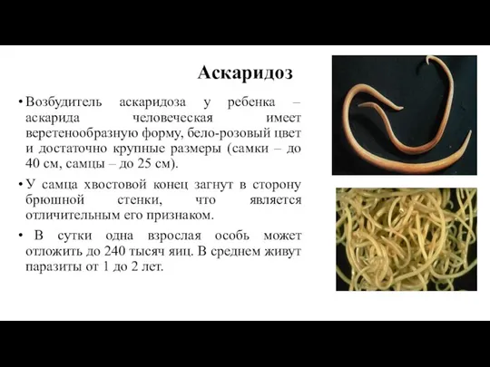 Аскаридоз Возбудитель аскаридоза у ребенка – аскарида человеческая имеет веретенообразную