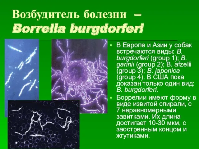 Возбудитель болезни – Borrelia burgdorferi В Европе и Азии у