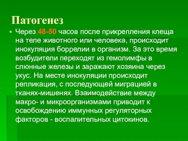 Патогенез Через 48-50 часов после прикрепления клеща на теле животного