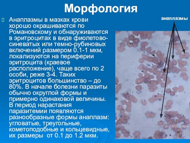 Морфология Анаплазмы в мазках крови хорошо окрашиваются по Романовскому и