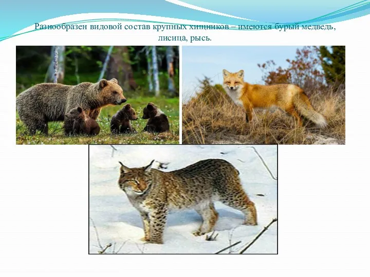 Разнообразен видовой состав крупных хищников – имеются бурый медведь, лисица, рысь.