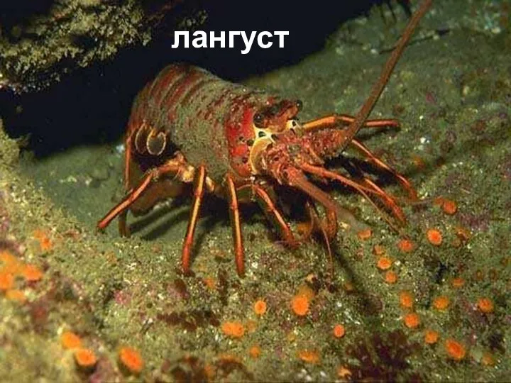 лангуст