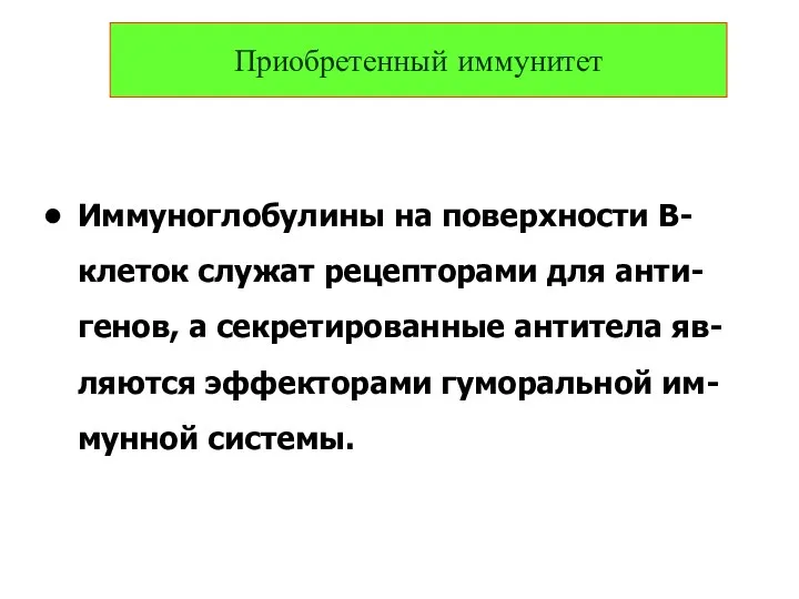 Иммуноглобулины на поверхности В-клеток служат рецепторами для анти-генов, а секретированные