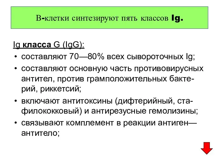 В-клетки синтезируют пять классов Ig. Ig класса G (IgG): составляют