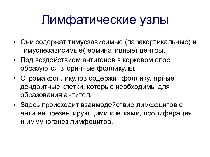 Лимфатические узлы Они содержат тимусзависимые (паракортикальные) и тимуснезависимые(герминативные) центры. Под