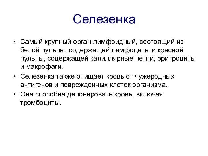 Селезенка Самый крупный орган лимфоидный, состоящий из белой пульпы, содержащей