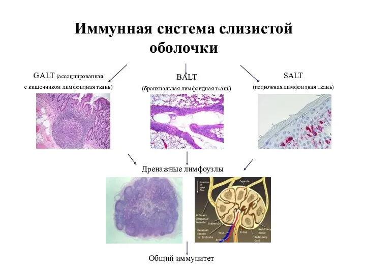 Иммунная система слизистой оболочки SALT (подкожная лимфоидная ткань) GALT (ассоциированная