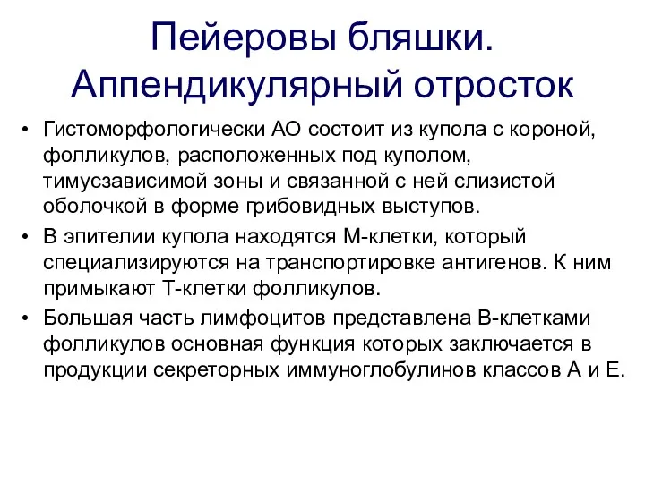 Пейеровы бляшки. Аппендикулярный отросток Гистоморфологически АО состоит из купола с