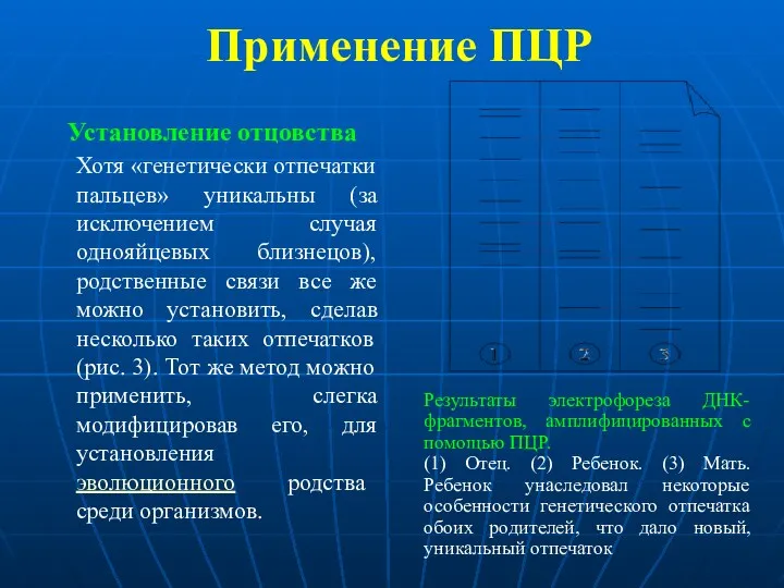 Применение ПЦР Установление отцовства Хотя «генетически отпечатки пальцев» уникальны (за исключением случая однояйцевых