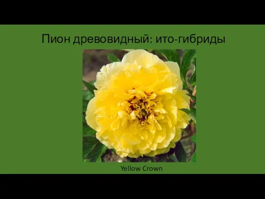 Пион древовидный: ито-гибриды Yellow Crown