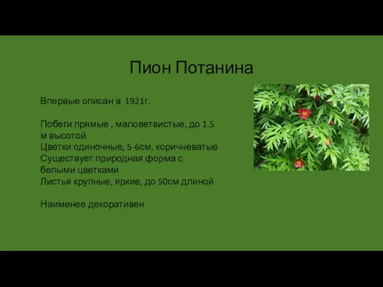 Пион Потанина Впервые описан в 1921г. Побеги прямые , маловетвистые, до 1.5м высотой