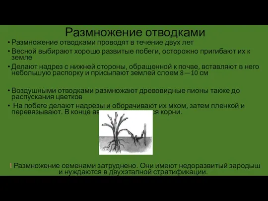 Размножение отводками Размножение отводками проводят в течение двух лет Весной выбирают хорошо развитые