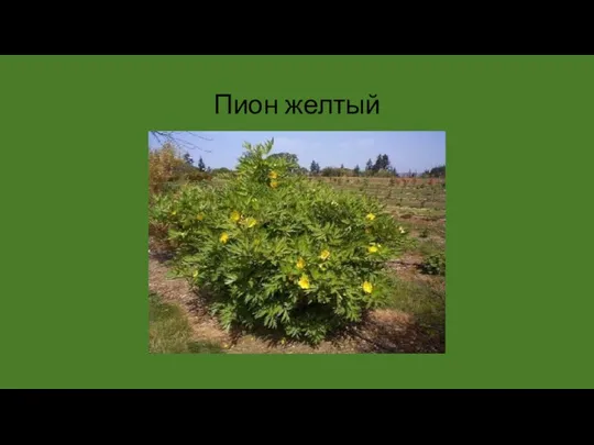 Пион желтый