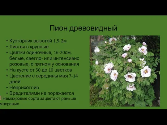 Пион древовидный Кустарник высотой 1,5-2м Листья с крупные Цветки одиночные, 16-20см, белые, светло-