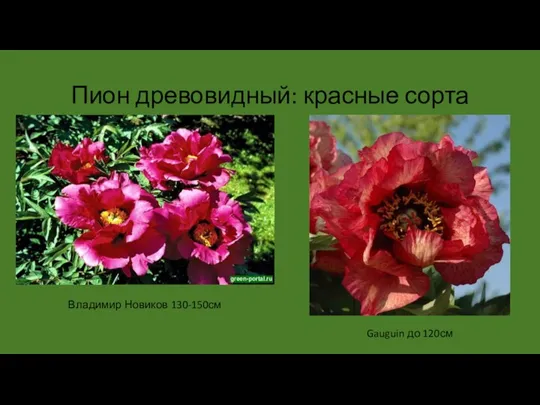 Пион древовидный: красные сорта Владимир Новиков 130-150см Gauguin до 120см