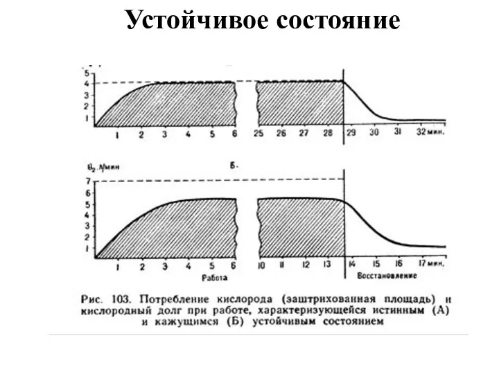 Устойчивое состояние