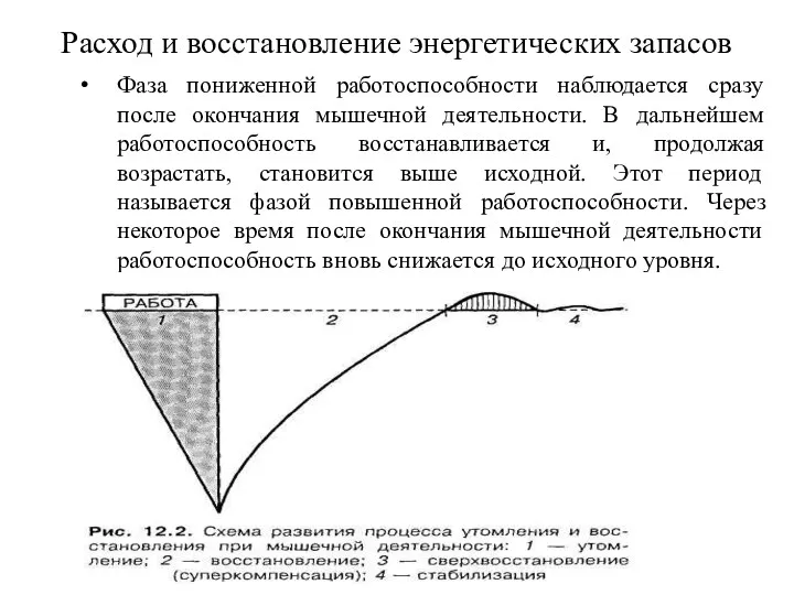 Расход и восстановление энергетических запасов Фаза пониженной работоспособности наблюдается сразу