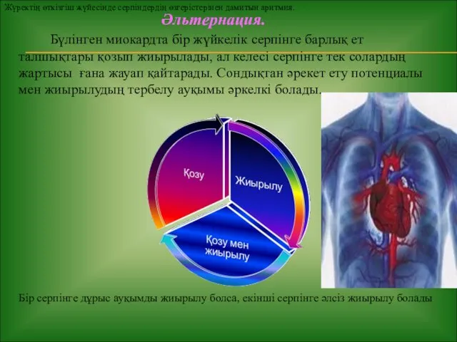 Әльтернация. Бүлінген миокардта бір жүйкелік серпінге барлық ет талшықтары қозып