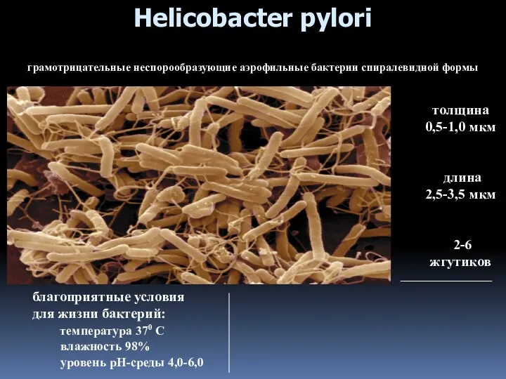 Helicobacter pylori толщина 0,5-1,0 мкм длина 2,5-3,5 мкм 2-6 жгутиков