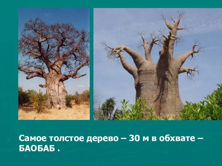 Самое толстое дерево – 30 м в обхвате – БАОБАБ .