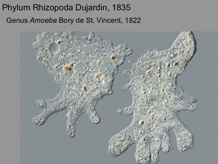 Phylum Rhizopoda Dujardin, 1835 Genus Amoeba Bory de St. Vincent, 1822