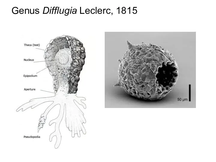 Genus Difflugia Leclerc, 1815