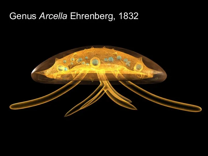 Genus Arcella Ehrenberg, 1832