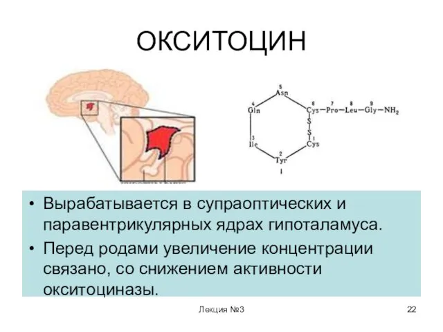 ОКСИТОЦИН Вырабатывается в супраоптических и паравентрикулярных ядрах гипоталамуса. Перед родами увеличение концентрации связано,
