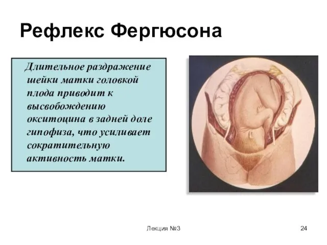 Лекция №3 Рефлекс Фергюсона Длительное раздражение шейки матки головкой плода