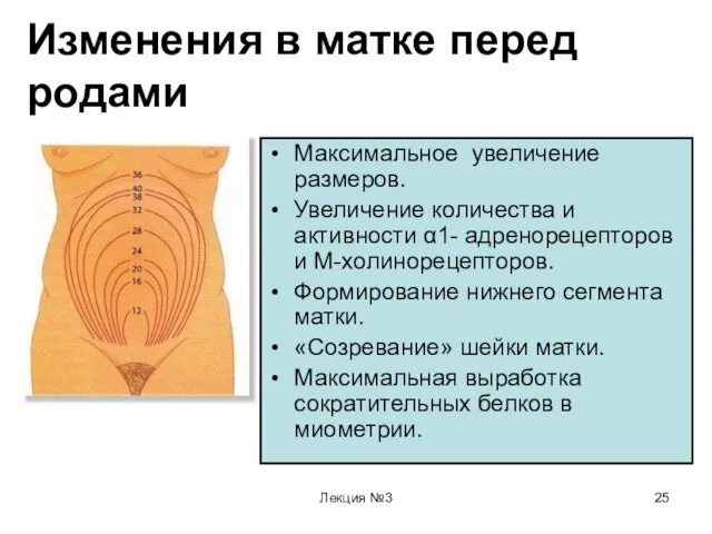 Лекция №3 Изменения в матке перед родами Максимальное увеличение размеров.