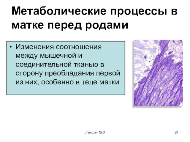 Лекция №3 Метаболические процессы в матке перед родами Изменения соотношения между мышечной и