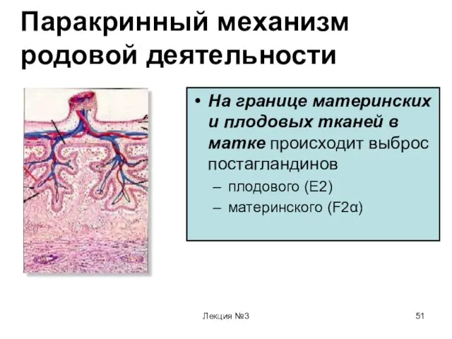 Лекция №3 Паракринный механизм родовой деятельности На границе материнских и плодовых тканей в