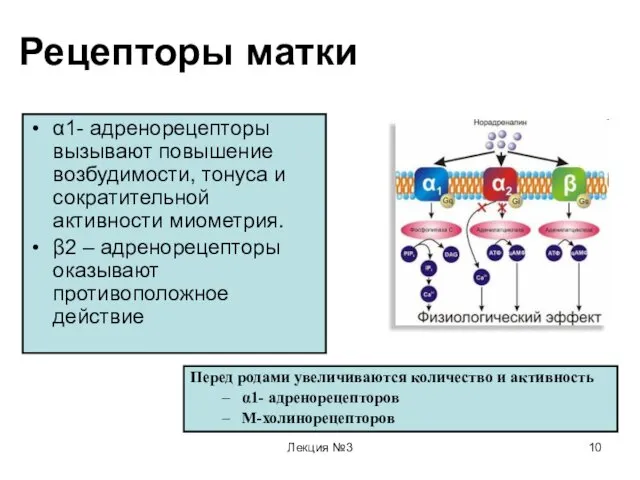 Лекция №3 Рецепторы матки α1- адренорецепторы вызывают повышение возбудимости, тонуса и сократительной активности