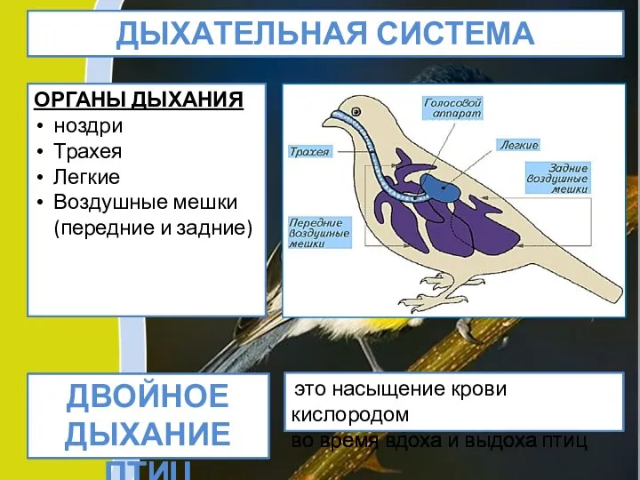 ДЫХАТЕЛЬНАЯ СИСТЕМА ОРГАНЫ ДЫХАНИЯ ноздри Трахея Легкие Воздушные мешки (передние