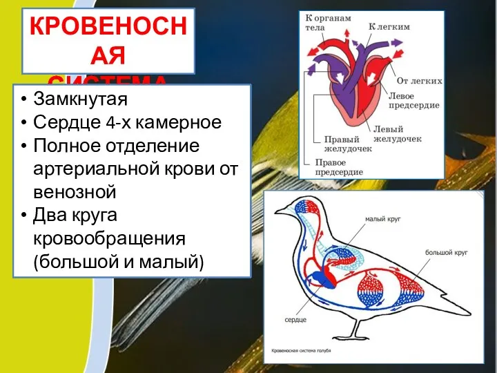 КРОВЕНОСНАЯ СИСТЕМА Замкнутая Сердце 4-х камерное Полное отделение артериальной крови