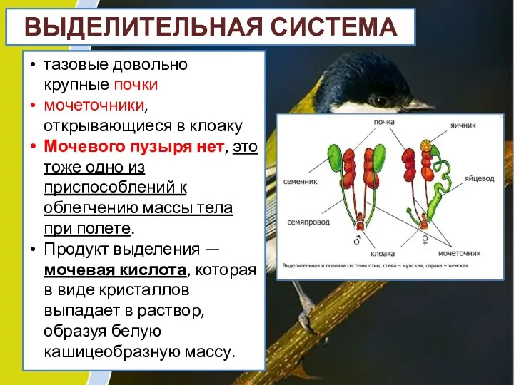 ВЫДЕЛИТЕЛЬНАЯ СИСТЕМА тазовые довольно крупные почки мочеточники, открывающиеся в клоаку